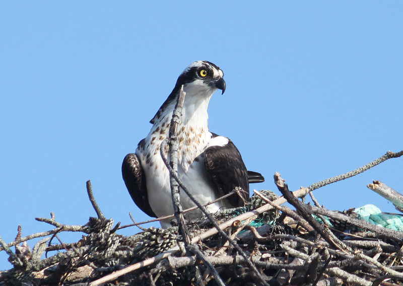 Osprey